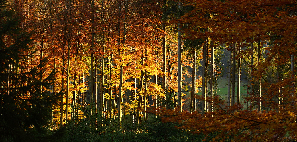 Im dichten Hochwald ....