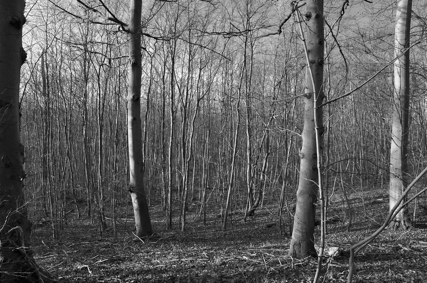 Im dichten, lichten, schlichten Wintewald 