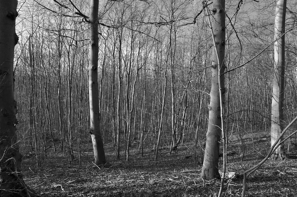 Im dichten, lichten, schlichten Wintewald 