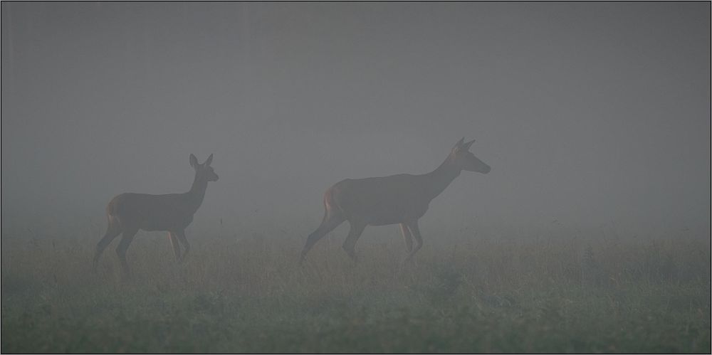 Im dichten Morgennebel