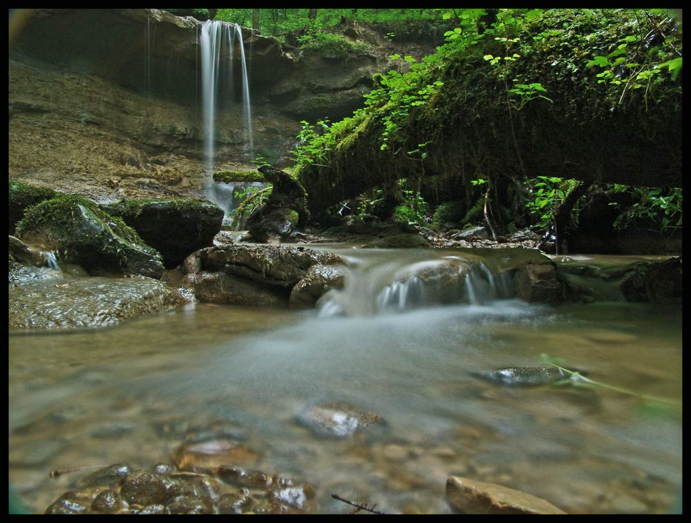 Im dichten, nassen Wald