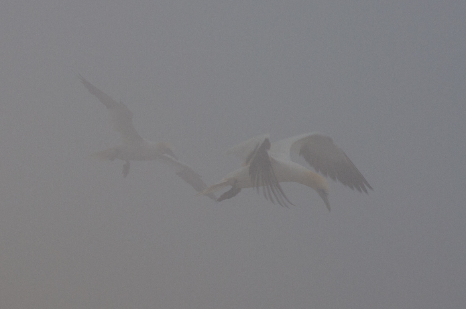 Im dichten Nebel                          DSC_1670-2