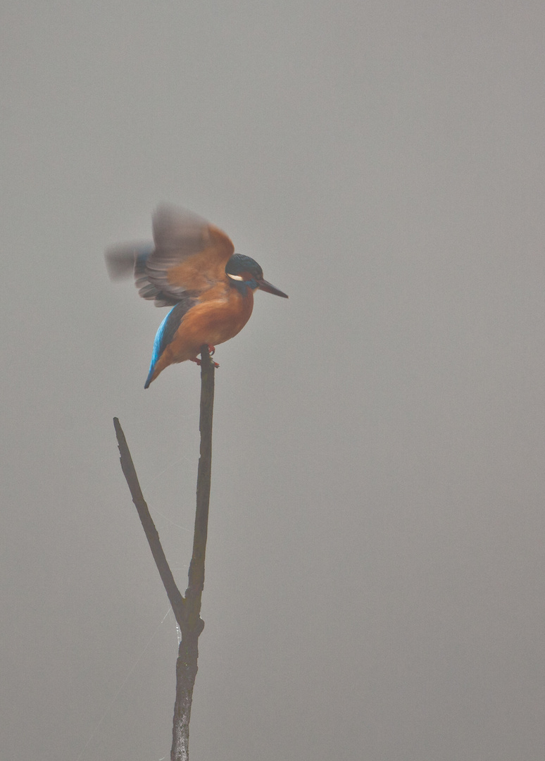 Im dichten Novembernebel...