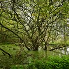 Im dichten, vom Biber eingestauten Auwald 