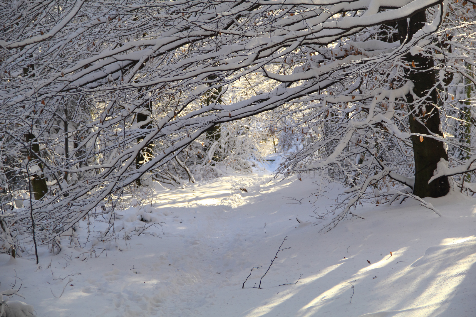 Im dichten Wald