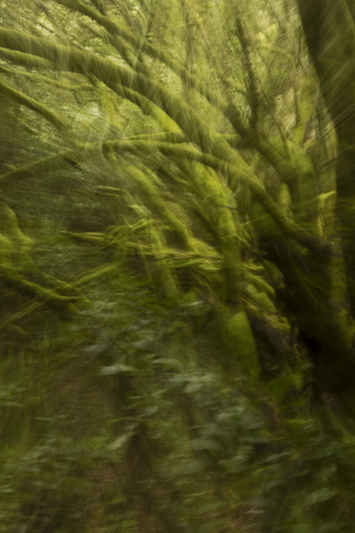 Im dichten Wald verirrt man sich schnell