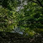 "Im Dickicht der Schatzinsel?... Nein, im Natur- & Tierpark Goldau" 