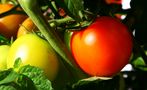 Im Dickicht der Strauch-Tomaten (Solanum lycopersicum) von Volker a.H.