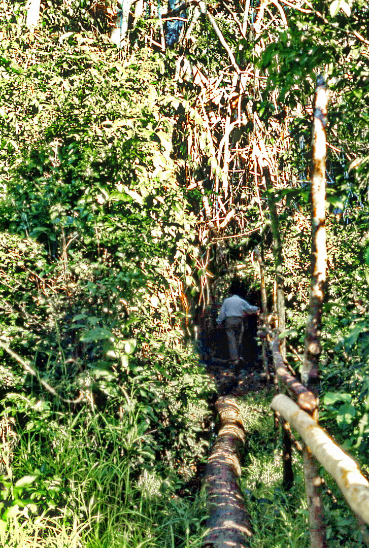 Im Dickicht des Amazonas Regenwaldes...