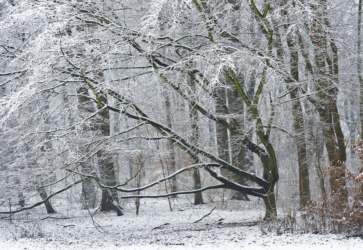 Im Dickicht des Winterwaldes