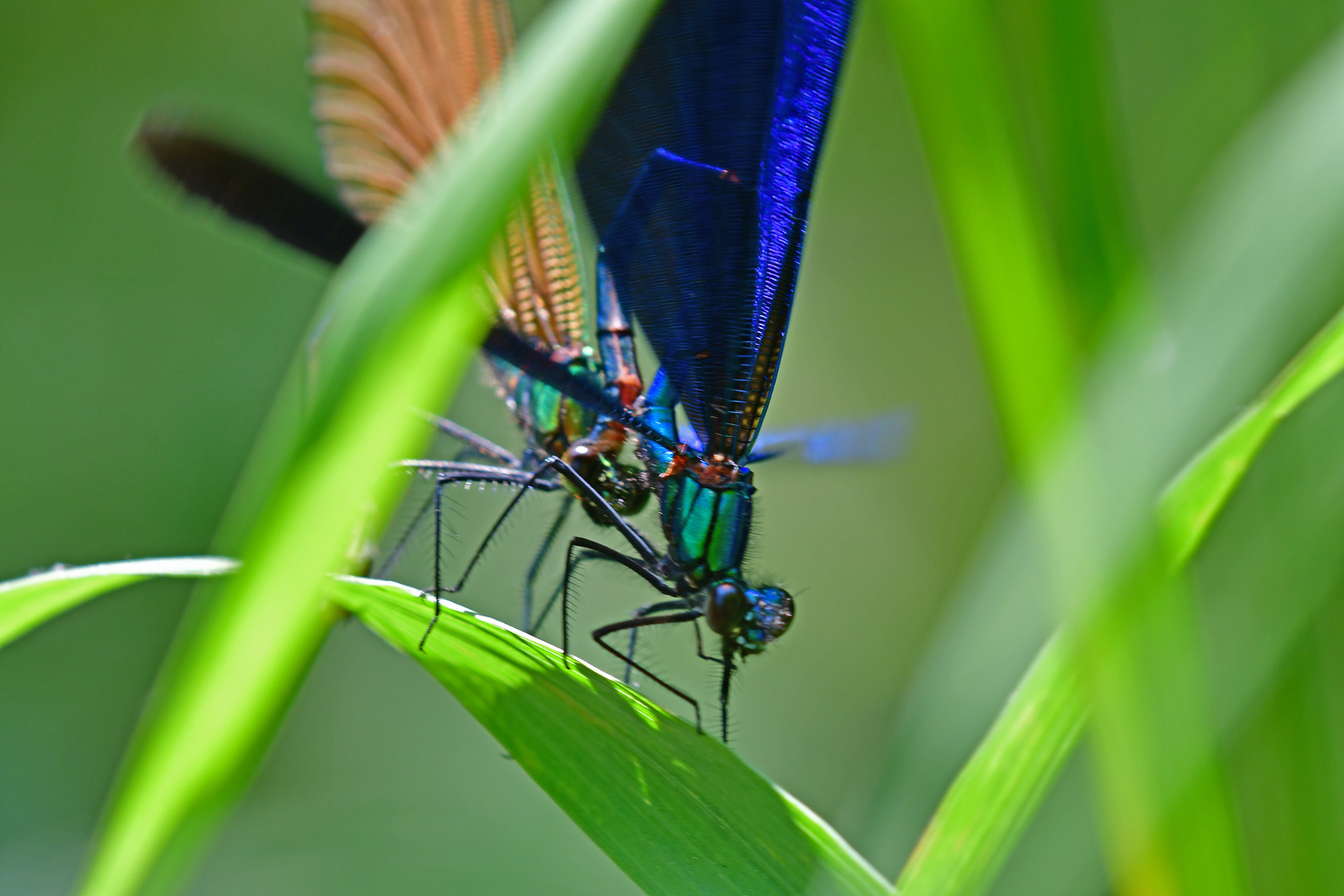 Im Dickicht erhascht - Calopteryx virgo