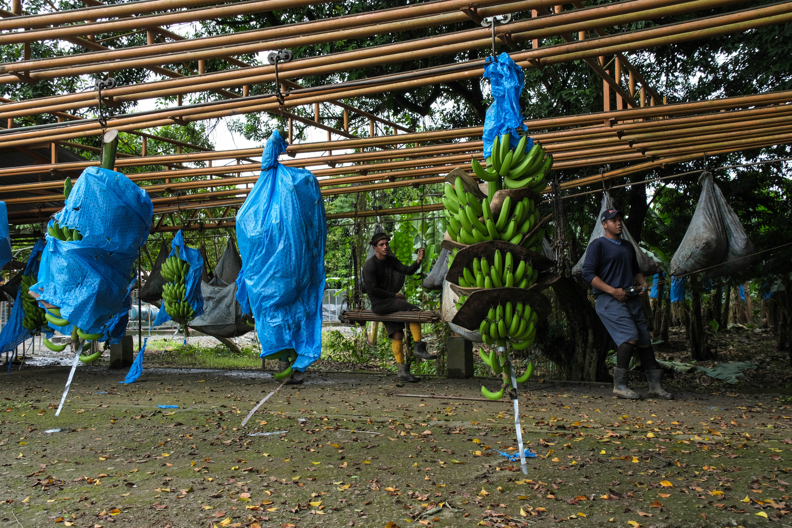 ...im Dienst der Banane...