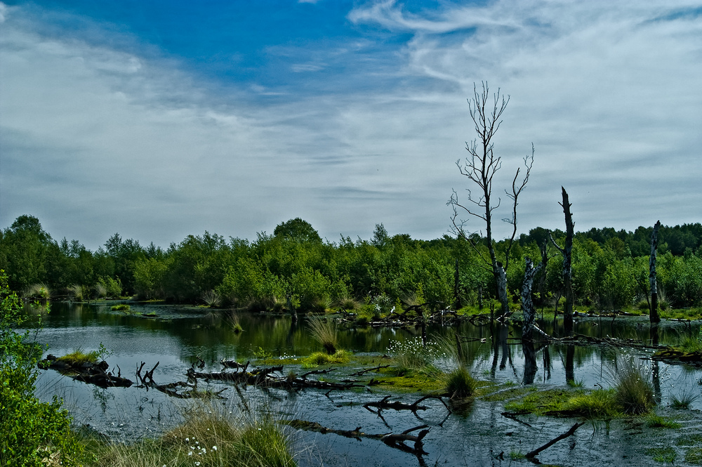 Im Diepholzer Moor Nr. 2