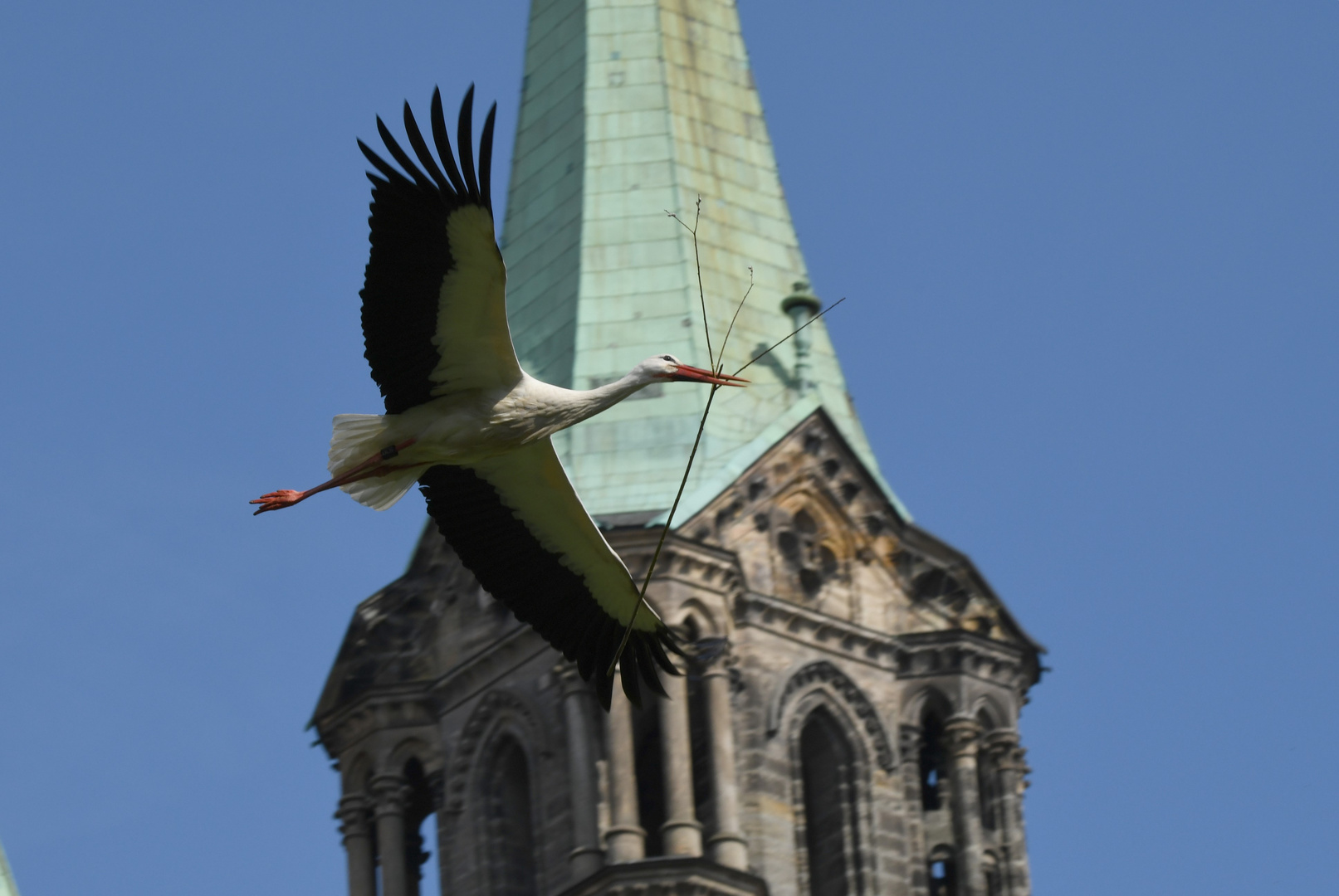 Im Domgrund unterwegs - ein Bamberger Storch