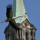 Im Domgrund unterwegs - ein Bamberger Storch