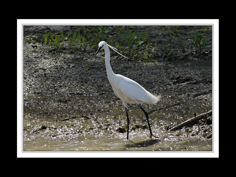 Im Donaudelta 08