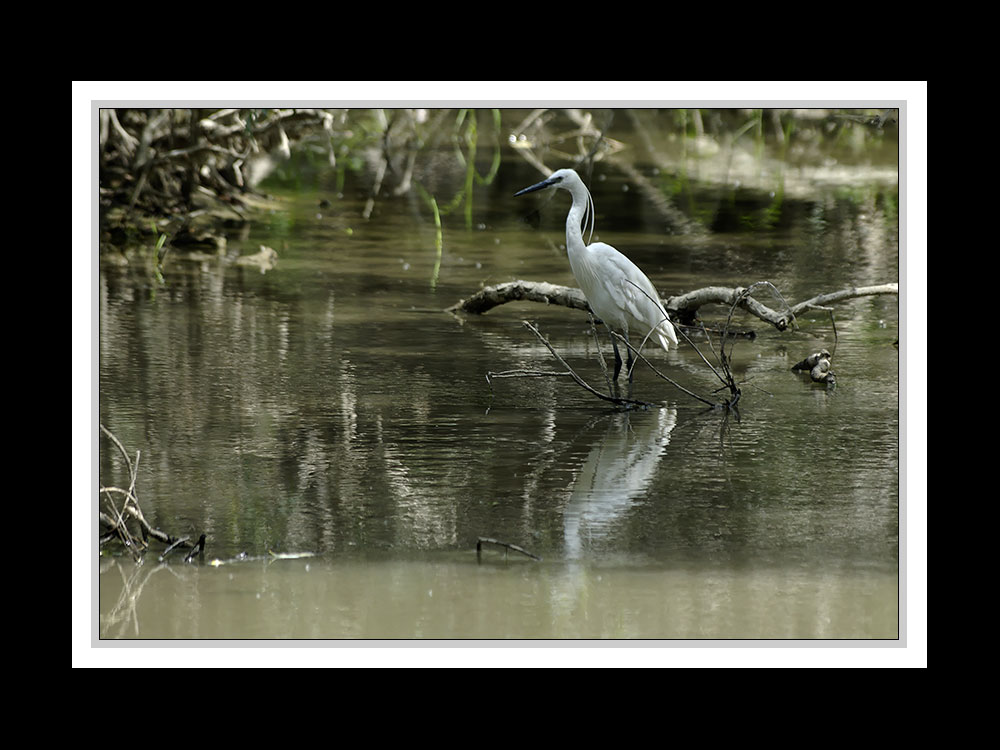 Im Donaudelta 12