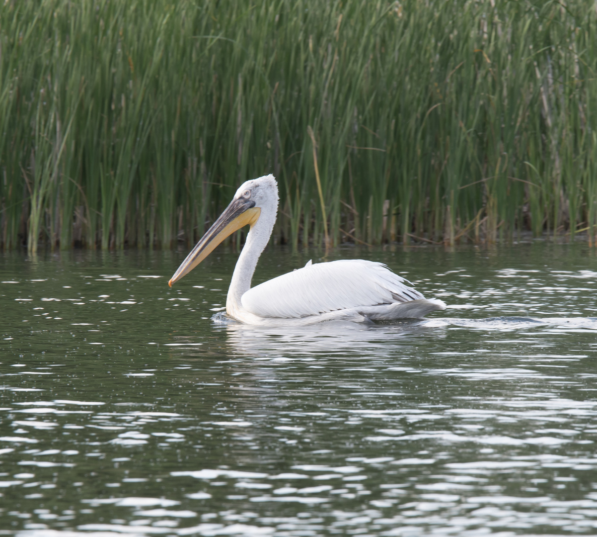 Im Donaudelta-2