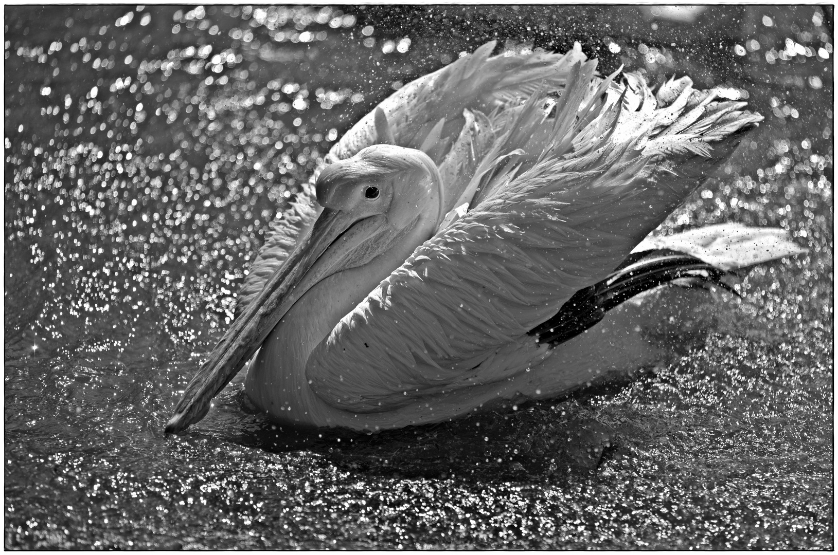 Im Donaudelta sah ich sie nur aus der Ferne Foto & Bild nikon, wasser