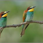 im Doppelpack... Bienenfresser *Merops apiaster*