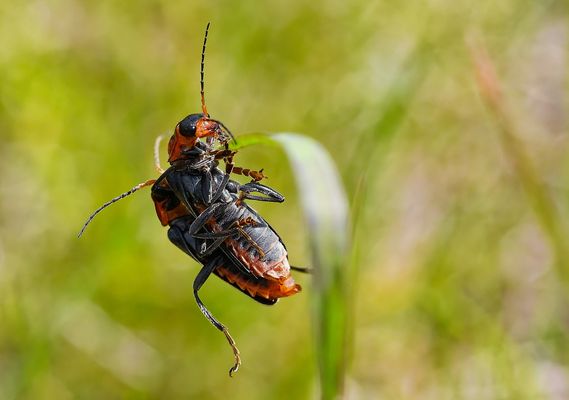 IM DOPPELPACK VERLIERT MAN SCHON EINMAL DIE BALANCE
