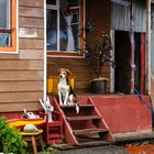 Im Dorf Puerto Eden                             DSC_6006-2