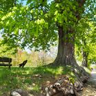 Im Dorf unter der Kastanie