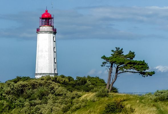 Im Dornbusch steht er und ...