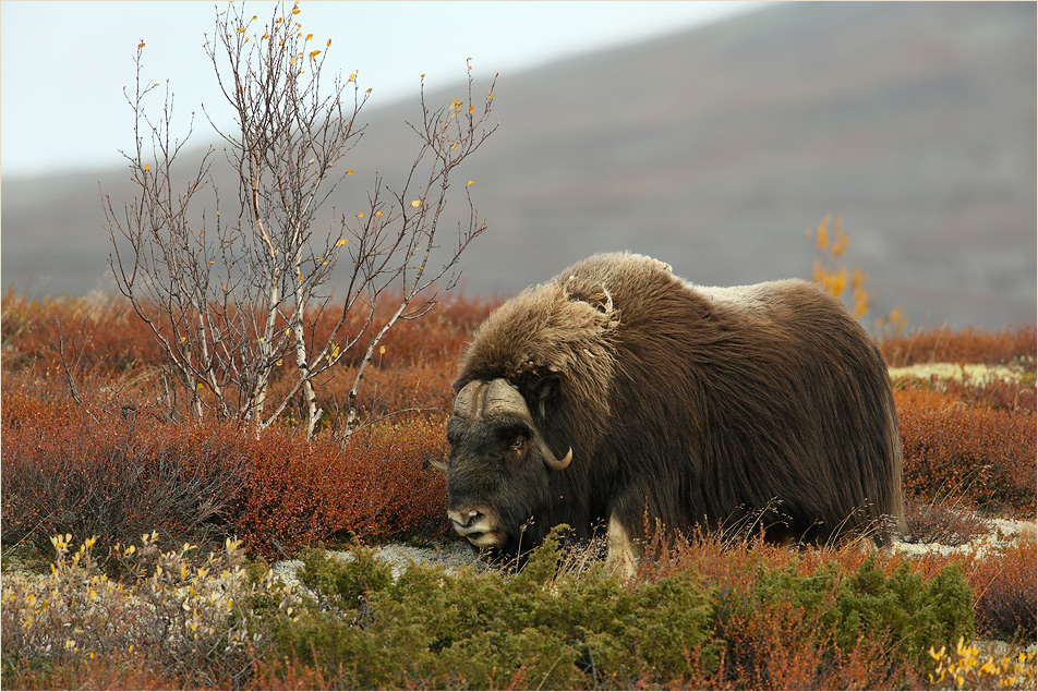 Im Dovrefjell