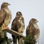 Im Dreierpack auf dem Aussichtsturm "Jule"