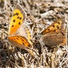 im drögen Gras - ein  kleine Bläuling läuft dem Anderen hinterher  .....