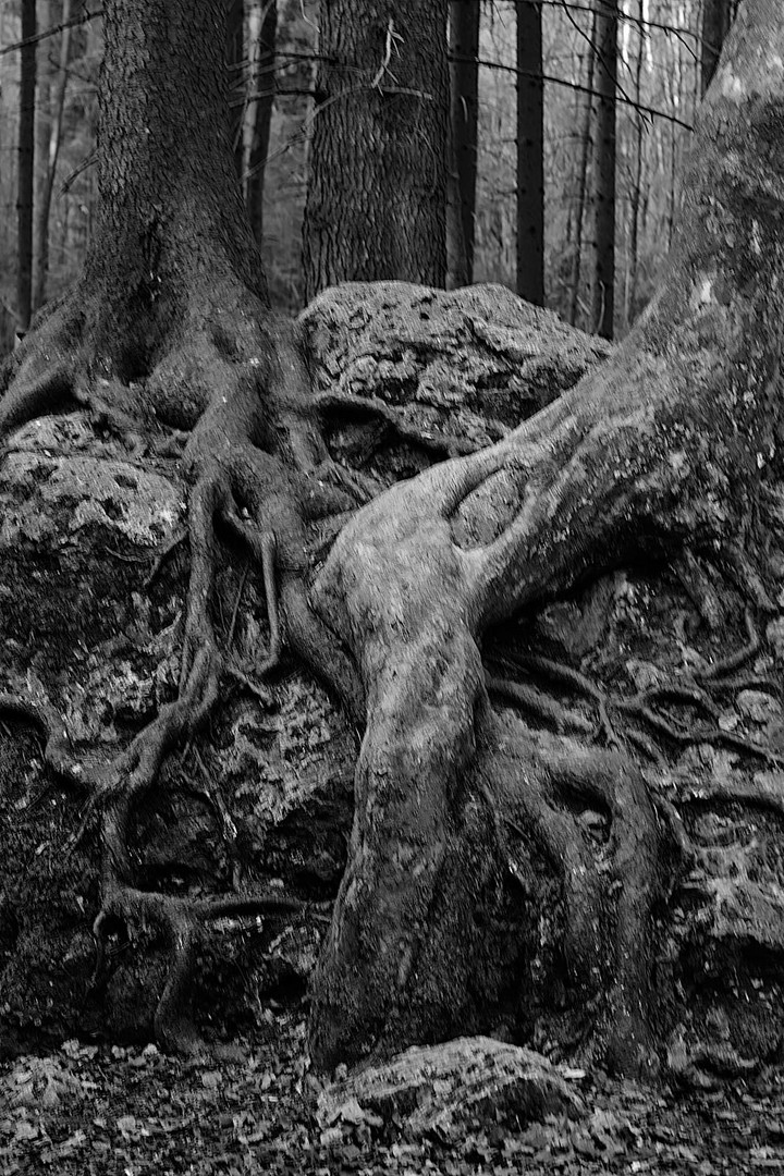 Im Druidenhain - Vereinigt