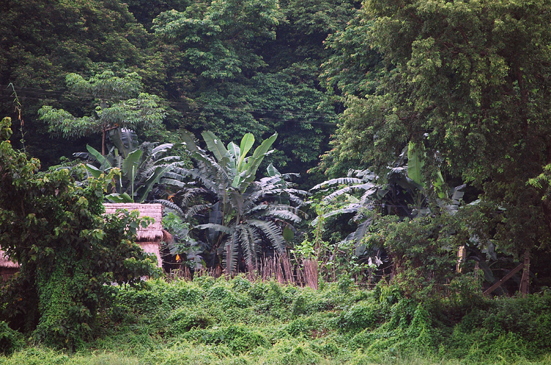 Im Dschungel