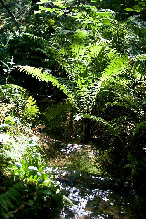 Im Dschungel des Sauerlandes