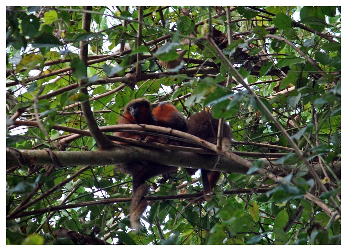 im Dschungel nahe der "Amazonas Lodge"