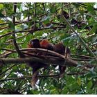 im Dschungel nahe der "Amazonas Lodge"