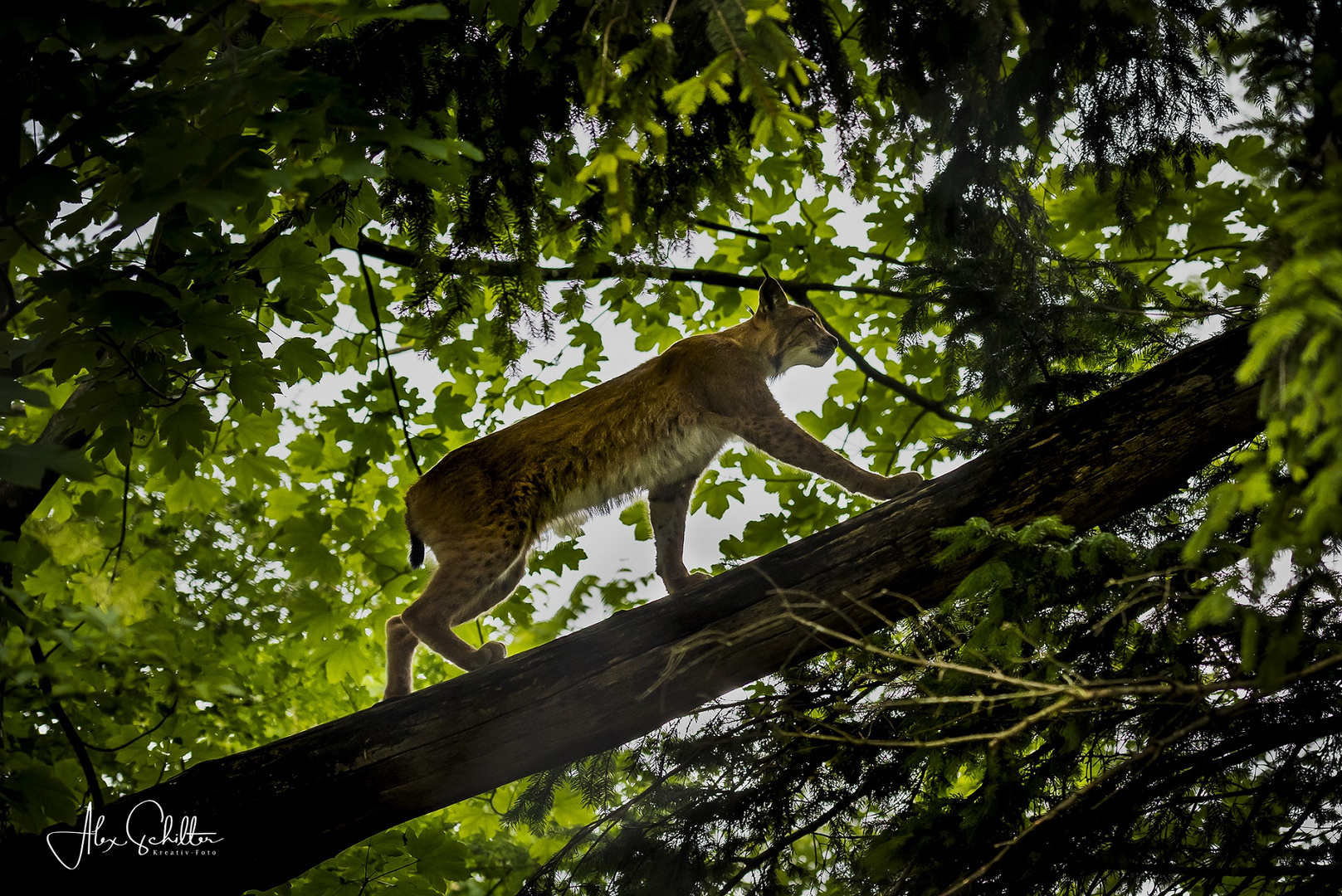 "Im Dschungelbuch?... Nein, im Natur- & Tierpark Goldau... erfrischend anders"