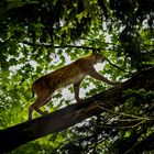 "Im Dschungelbuch?... Nein, im Natur- & Tierpark Goldau... erfrischend anders"