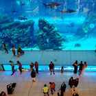 Im Dubai Aquarium ...