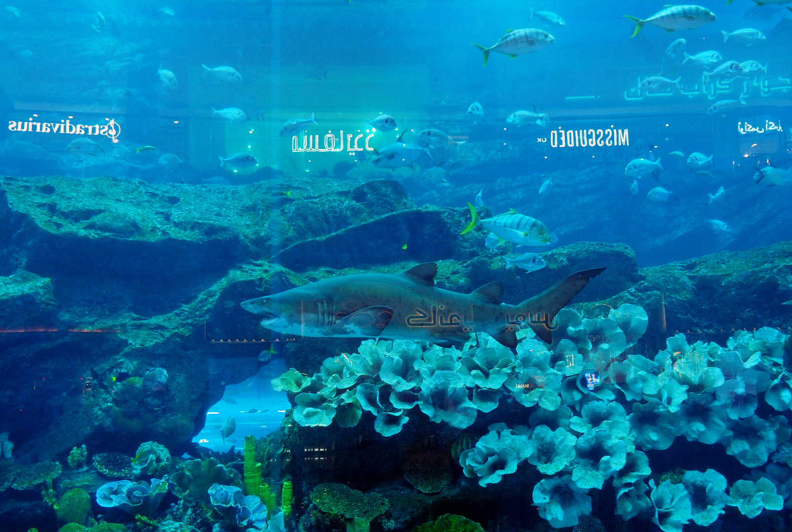 Im Dubai Aquarium ...