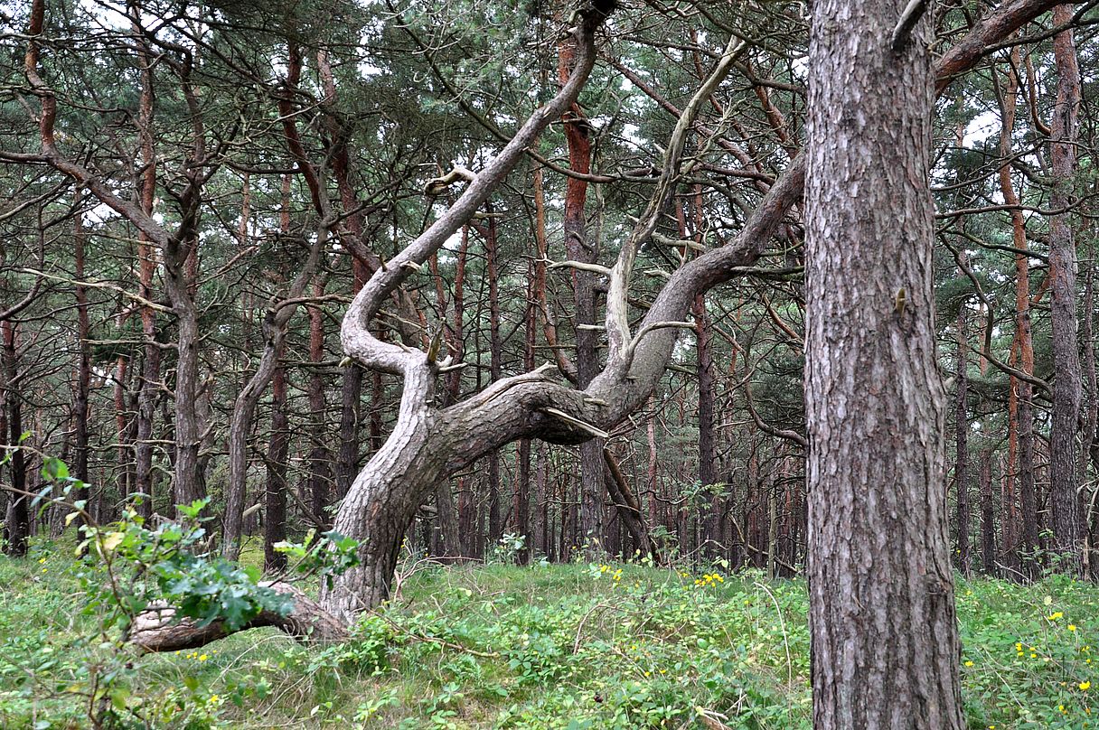 Im Dünenwald