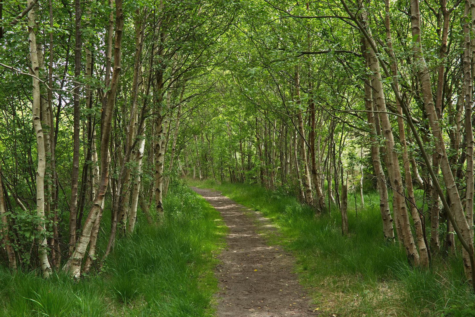 Im Dünenwald auf Amrum