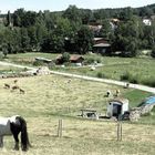 Im Dürren weiden