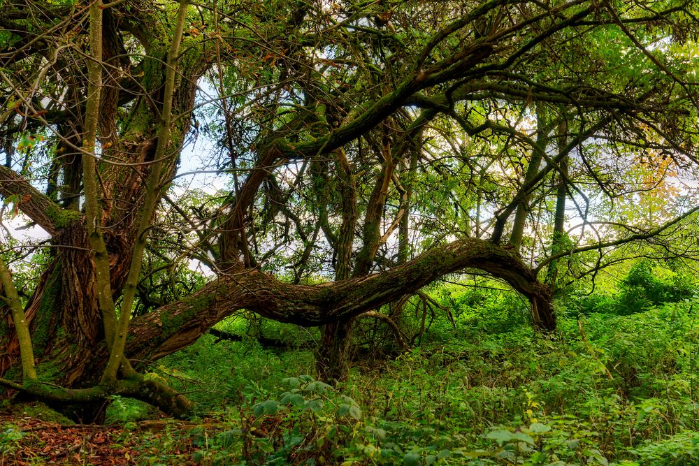 im Düsterwald