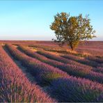 Im Duft der Provence