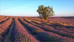 Im Duft der Provence
