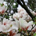 Im Duftfarbrausch der Magnolie