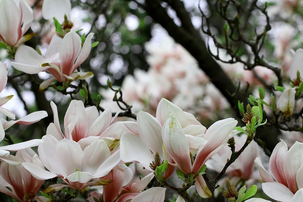 Im Duftfarbrausch der Magnolie