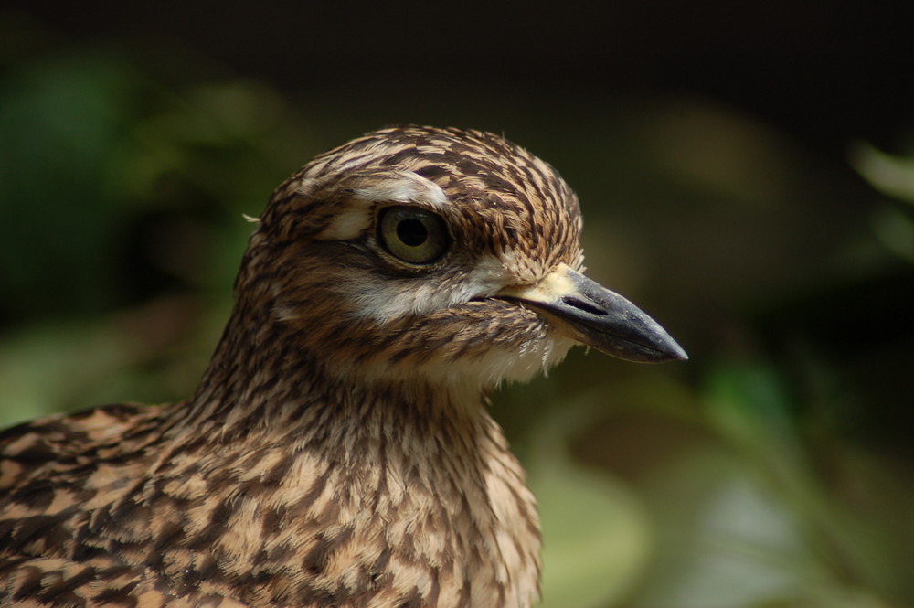 Im Duisburger Zoo