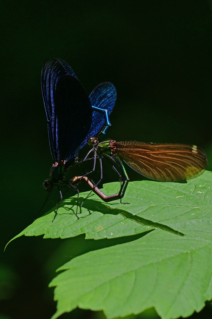 Im Dunkeln ist gut munkeln - Calopteryx virgo